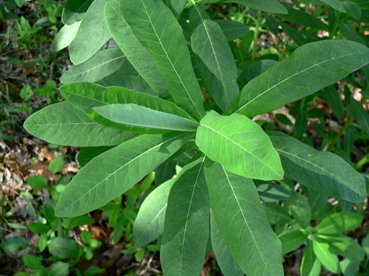 {Euphorbia purpurea}